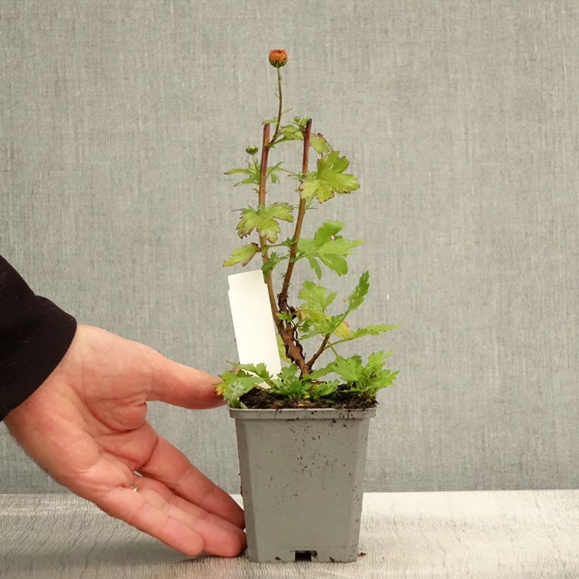 Chrysanthemum rubellum Last Sun 8/9 cm pot sample as delivered in autumn