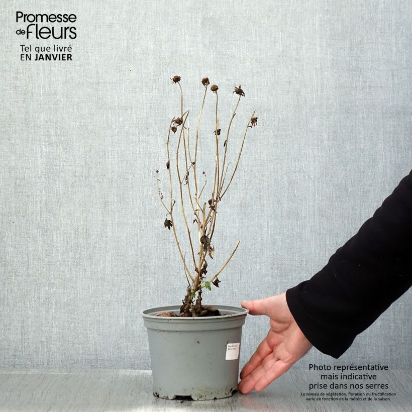 Chrysanthemum rubellum Last Sun 2L/3L pot sample as delivered in winter