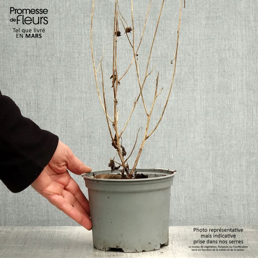 Chrysanthemum rubellum Last Sun 2L/3L pot sample as delivered in spring