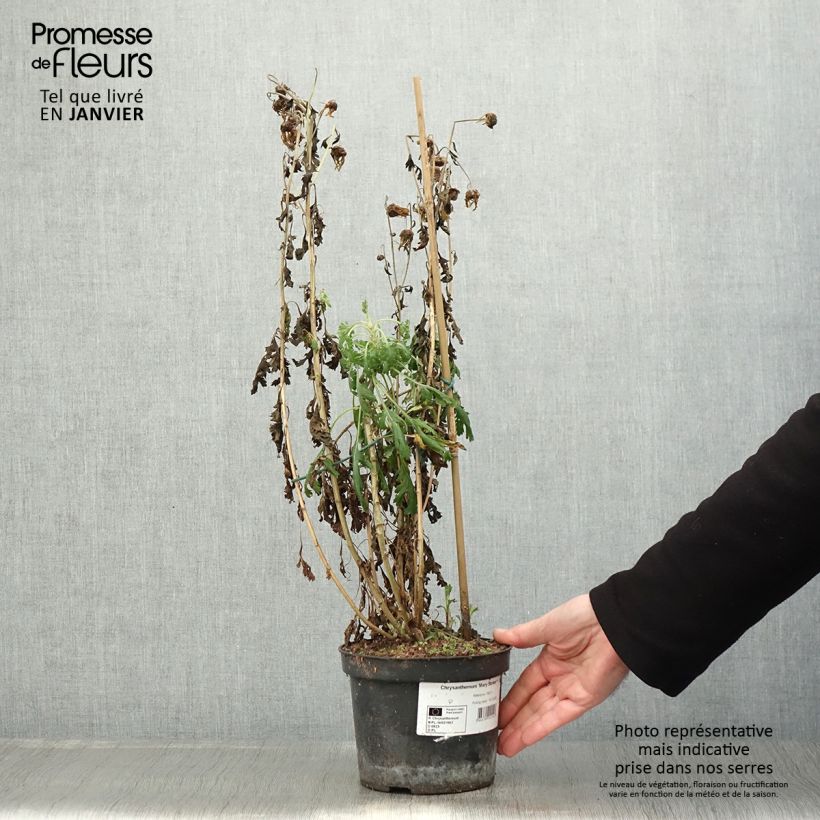 Chrysanthemum Mary Stoker 2L/3L pot sample as delivered in winter