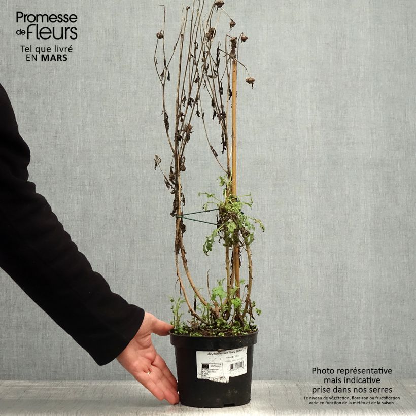 Chrysanthemum Mary Stoker 2L/3L pot sample as delivered in spring