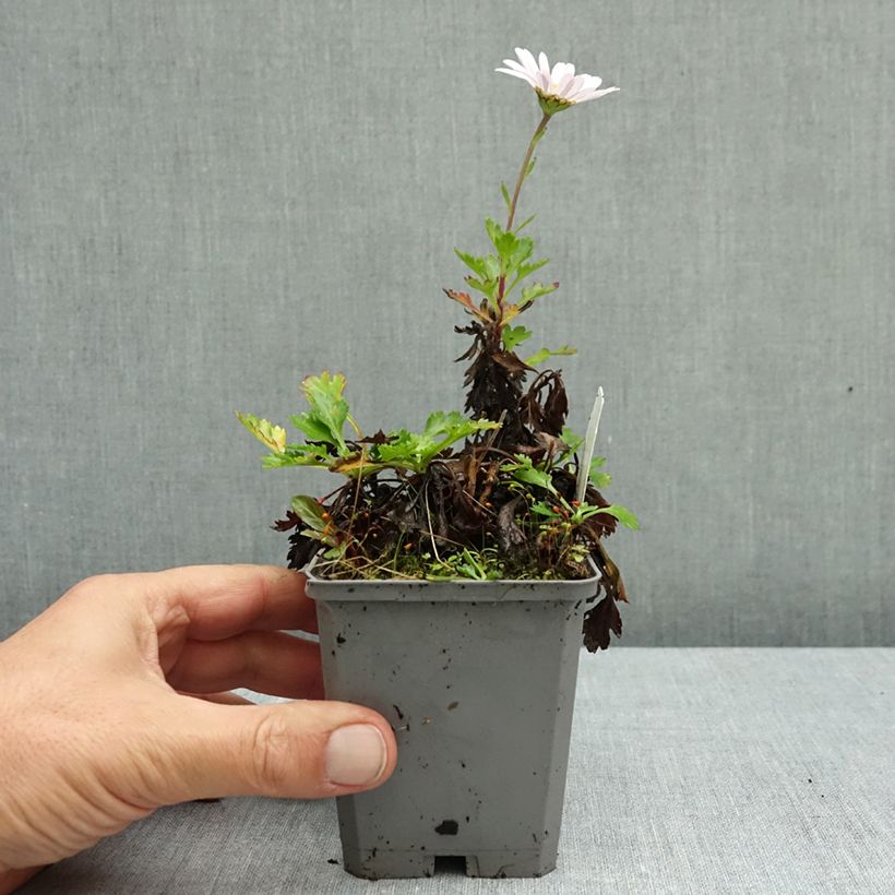 Chrysanthemum arcticum Roseum 8/9 cm pot sample as delivered in autumn