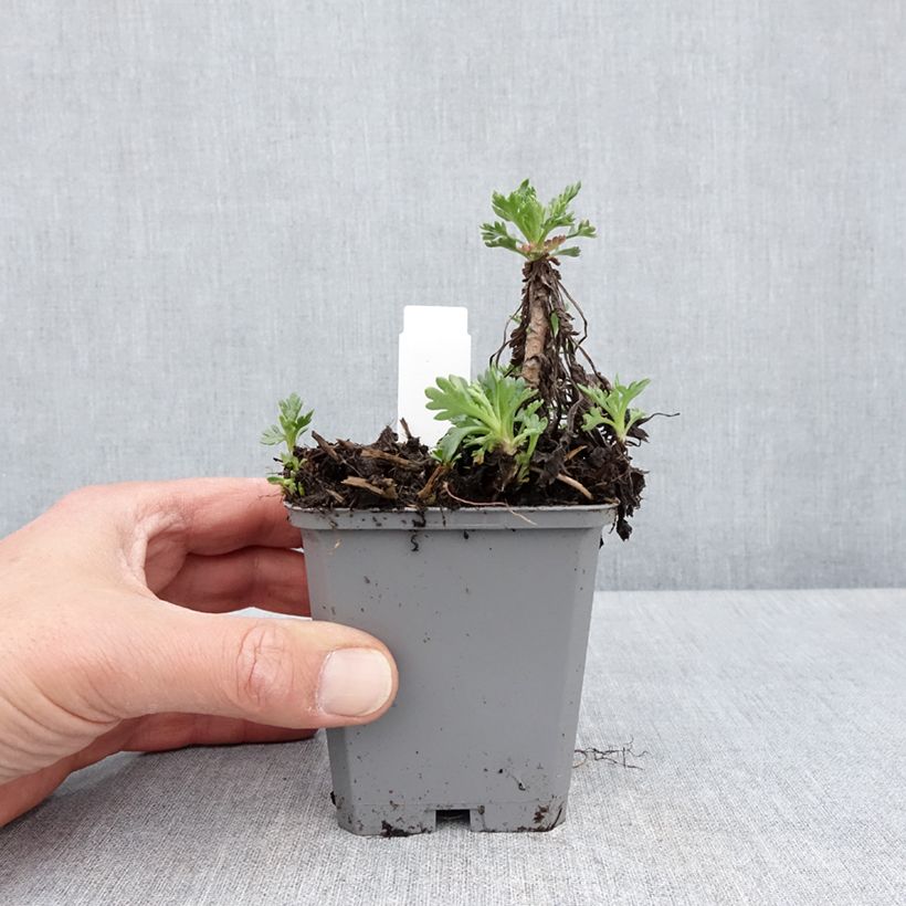 Chrysanthemum arcticum Roseum 8/9 cm pot sample as delivered in spring