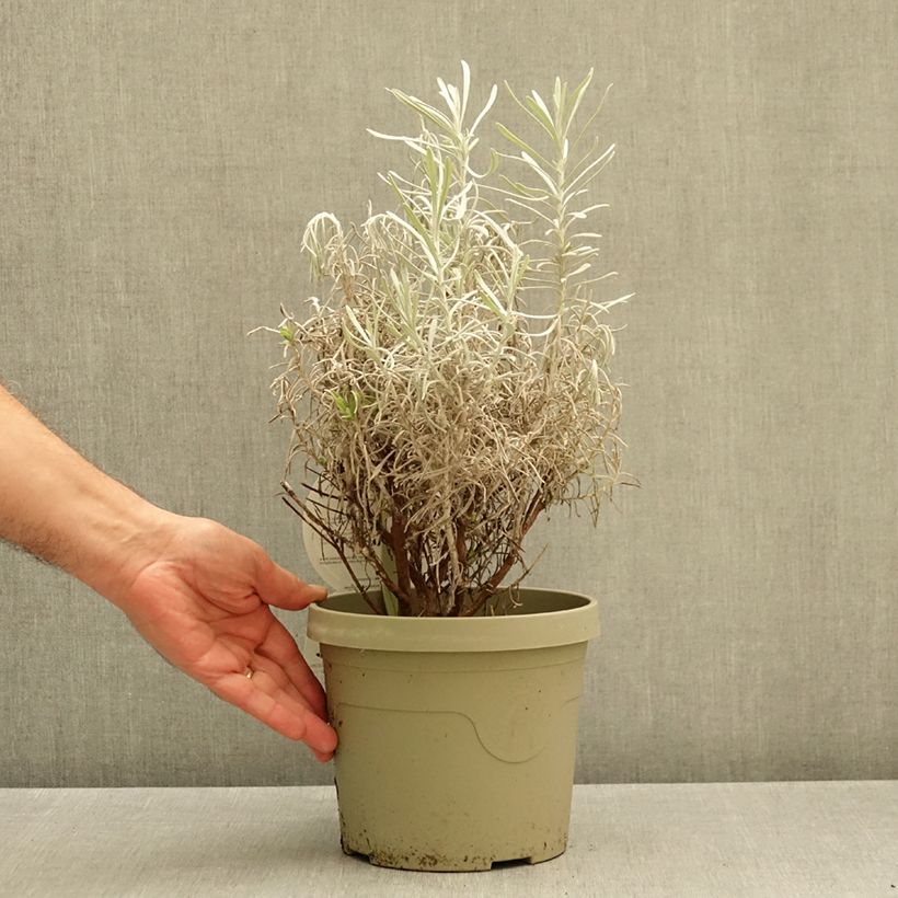 Chrysocephalum apiculatum Korma 3L/4L pot sample as delivered in autumn