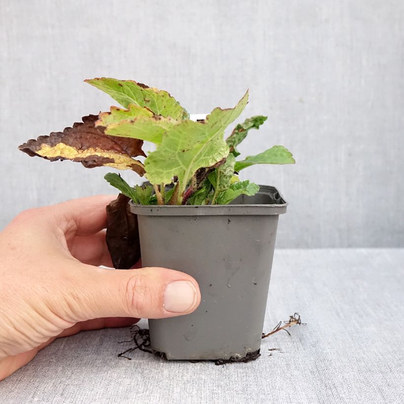 Chrysogonum virginianum André Viette 8/9 cm pot sample as delivered in autumn