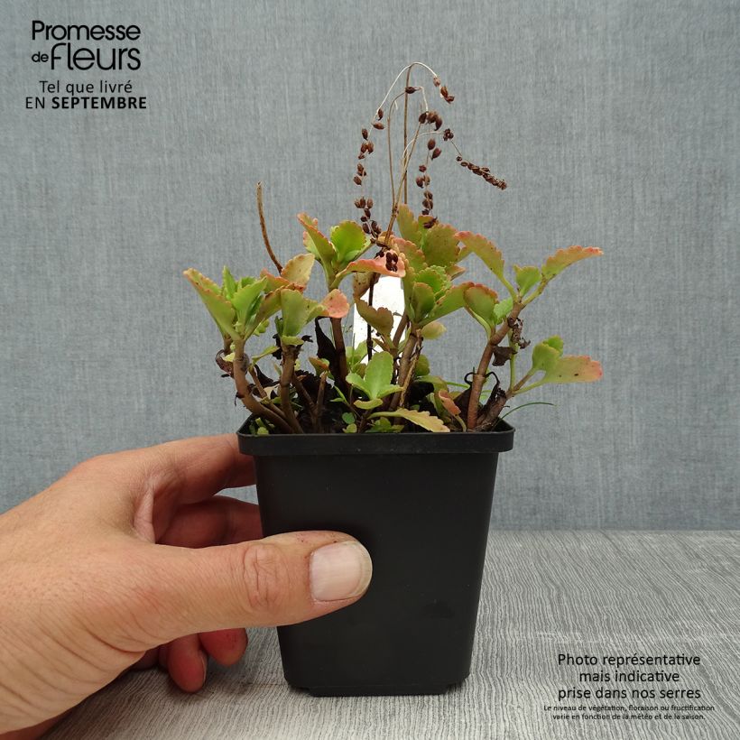Chrysosplenium oppositifolium 8/9 cm pot sample as delivered in autumn