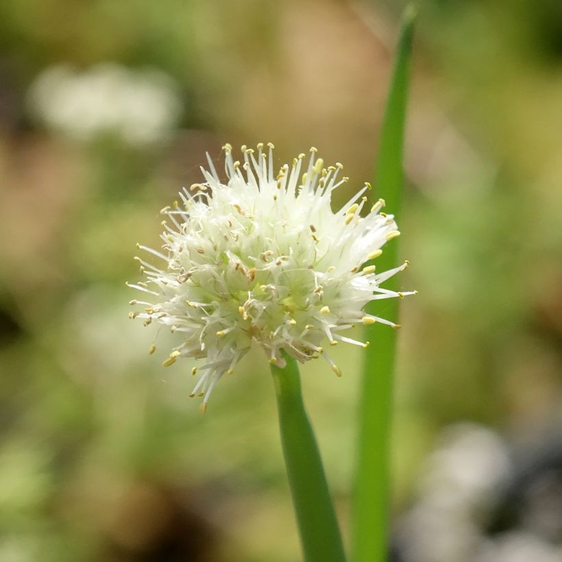Organic Chive - Allium fistulosum (Flowering)
