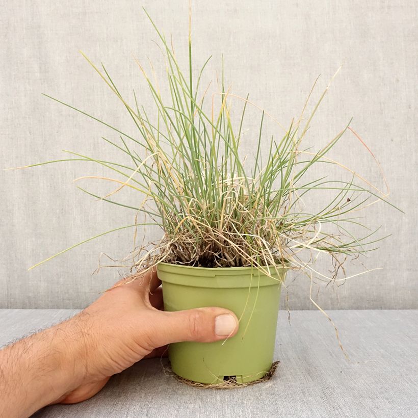 Organic Chive - Allium fistulosum 1L/1.5L pot sample as delivered in autumn