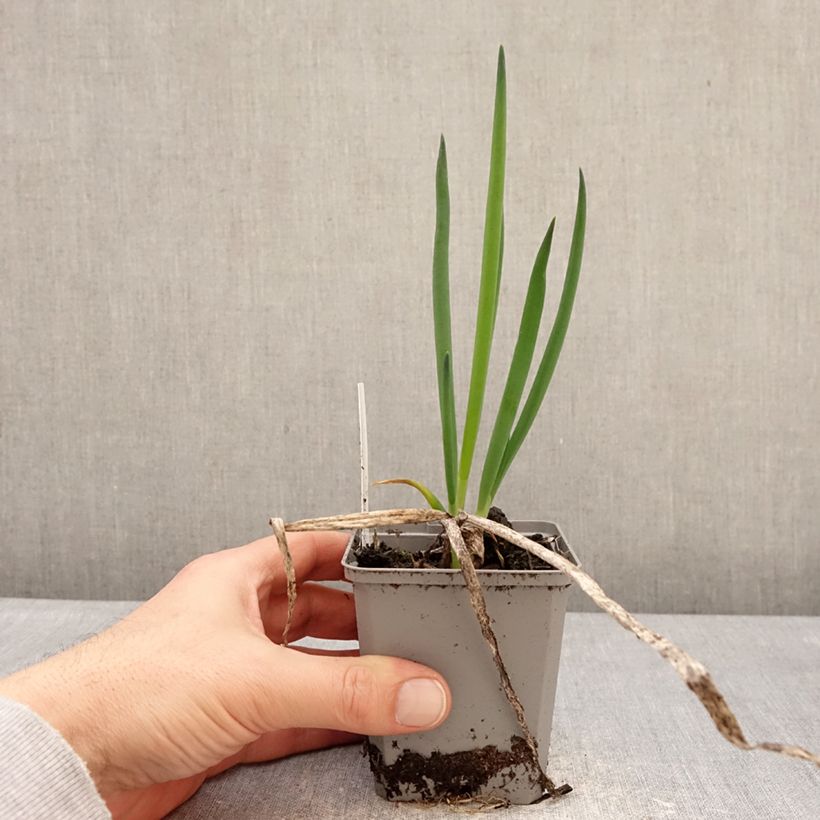 Allium fistulosum - Welsh onion 8/9 cm pot size I sample as delivered in winter