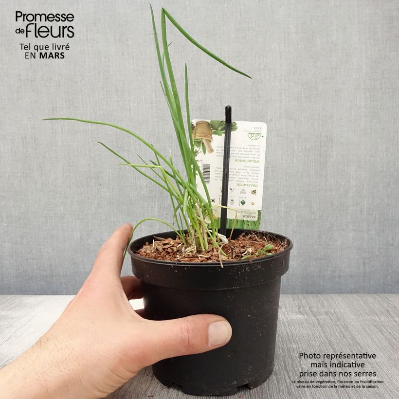 Allium fistulosum - Welsh onion 1.5L/2L pot sample as delivered in spring