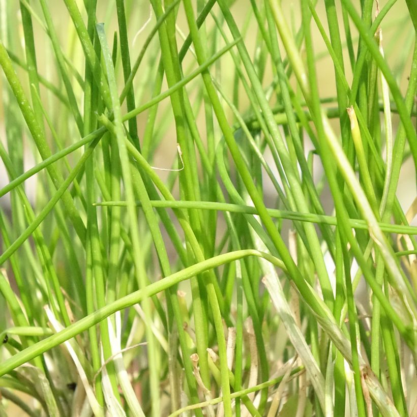 Allium schoenoprasum Corsican White (Foliage)