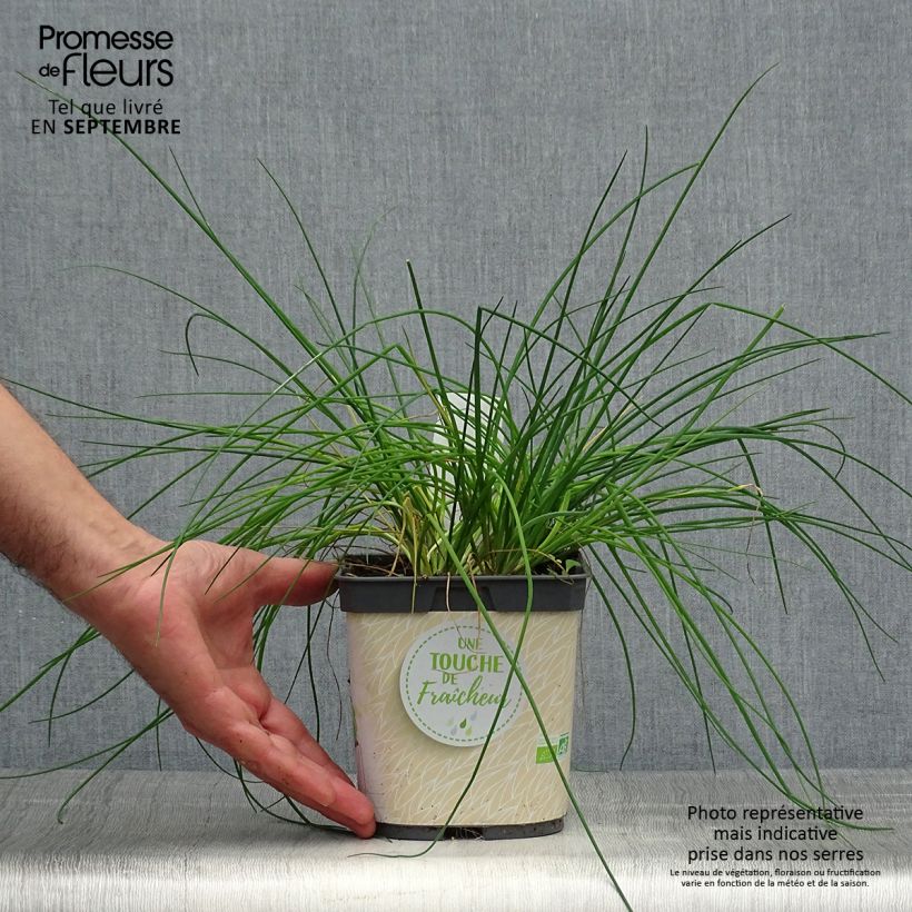 Organic Chives plants - Allium schoenoprasum 2L/3L pot sample as delivered in autumn