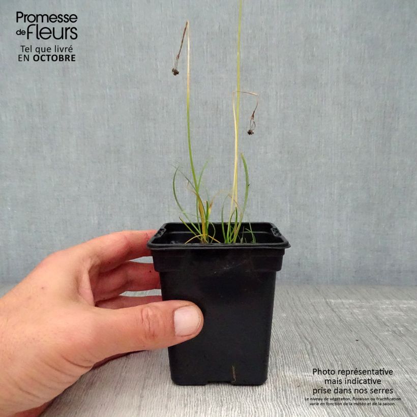 Organic Chinese Chives - Allium tuberosum 7/8 cm pot sample as delivered in autumn
