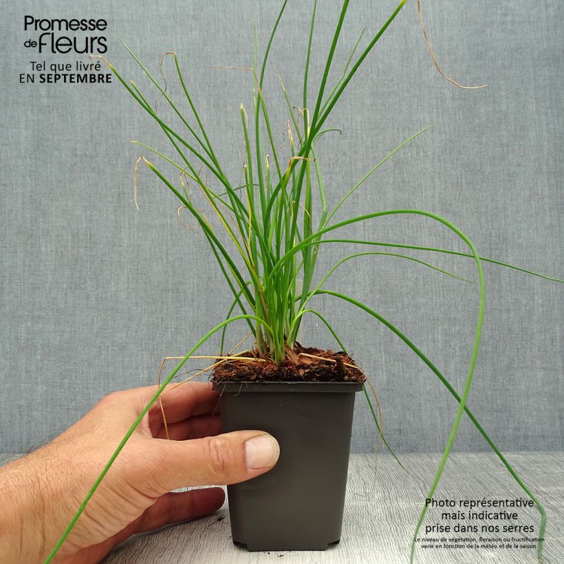 Allium schoenoprasum Rising Star 8/9 cm pot sample as delivered in autumn