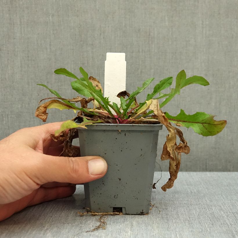 Cichorium intybus - Chicory 8/9 cm pot sample as delivered in autumn