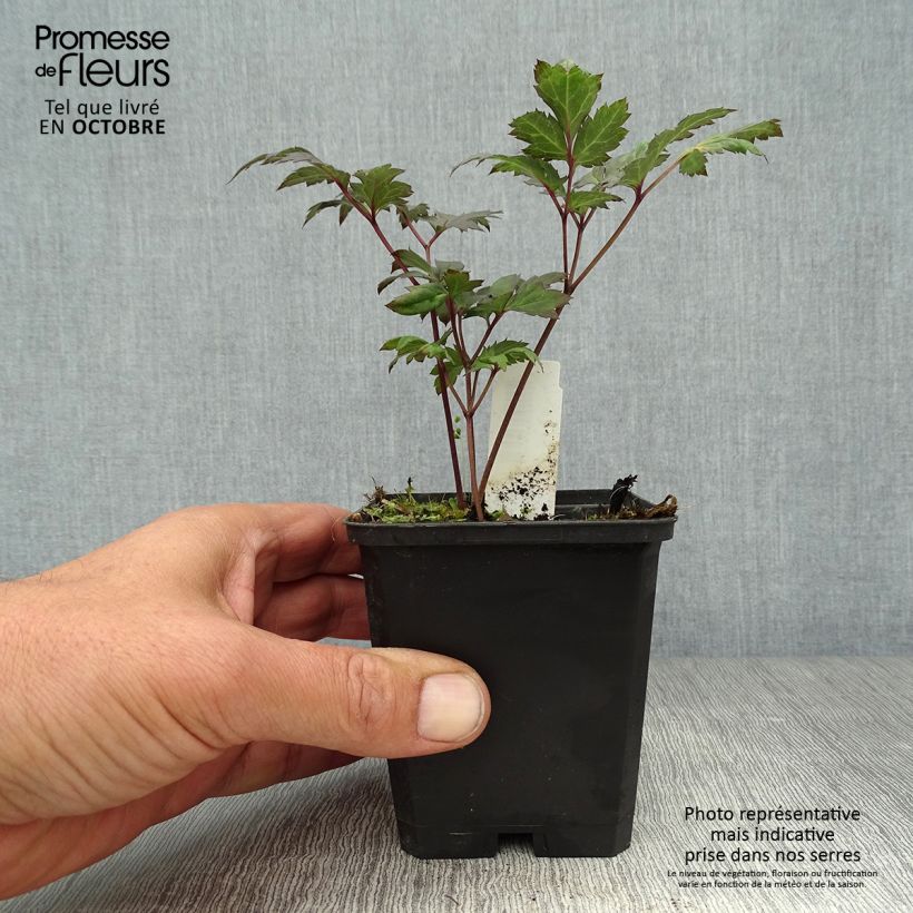 Actaea simplex Atropurpurea 8/9 cm pot sample as delivered in autumn