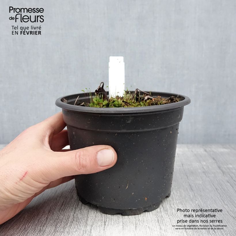 Actaea simplex Atropurpurea 2L/3L pot sample as delivered in winter