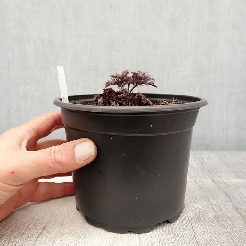Actaea simplex Atropurpurea 2L/3L pot sample as delivered in spring