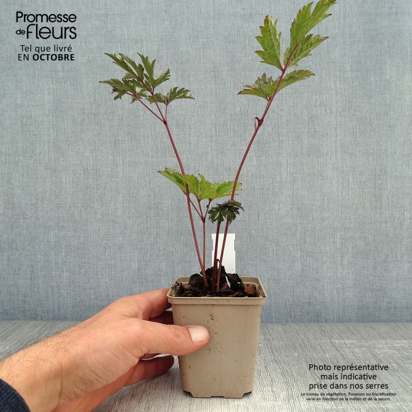 Cimicifuga Brunette 8/9 cm pot sample as delivered in autumn