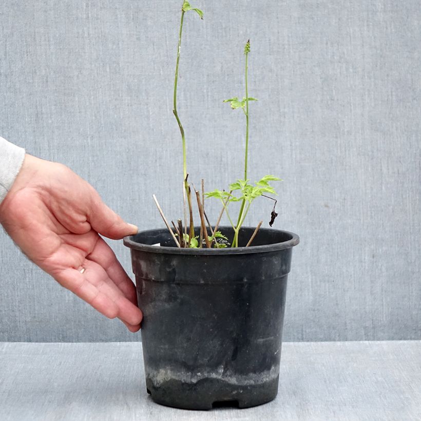 Actaea simplex Chocoholic 2L/3L pot sample as delivered in autumn