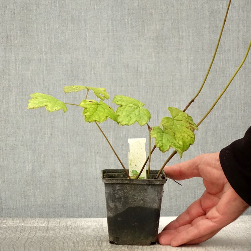 Actaea biternata 8/9 cm pot sample as delivered in autumn