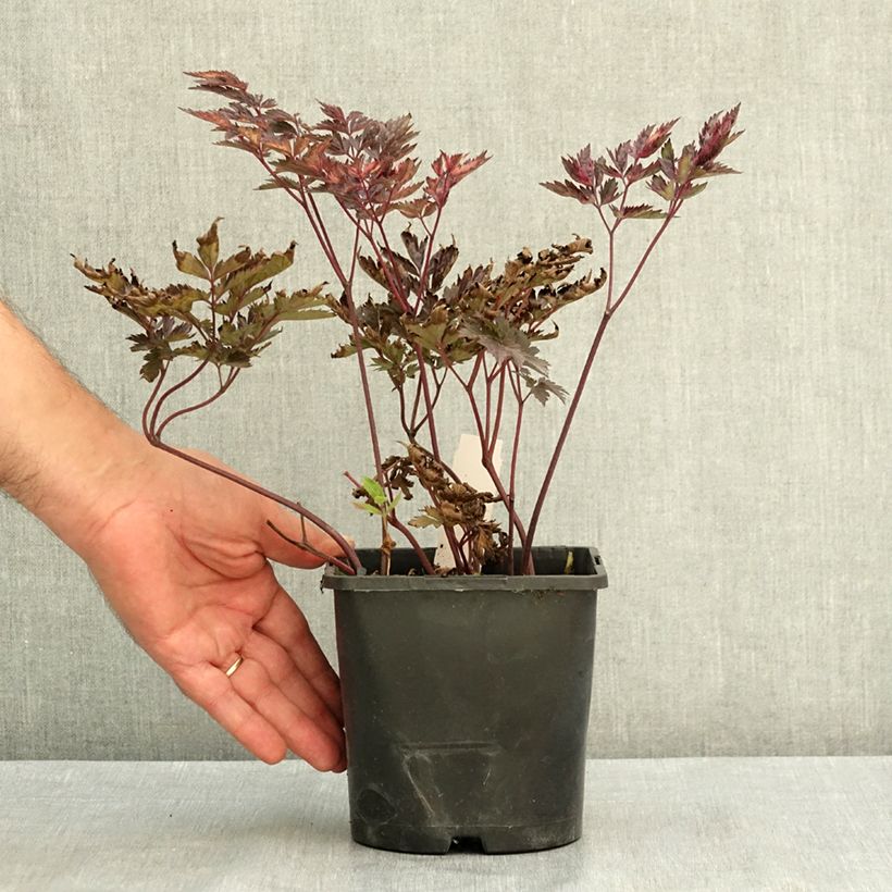 Actaea simplex Pink Spike 2L/3L pot sample as delivered in summer