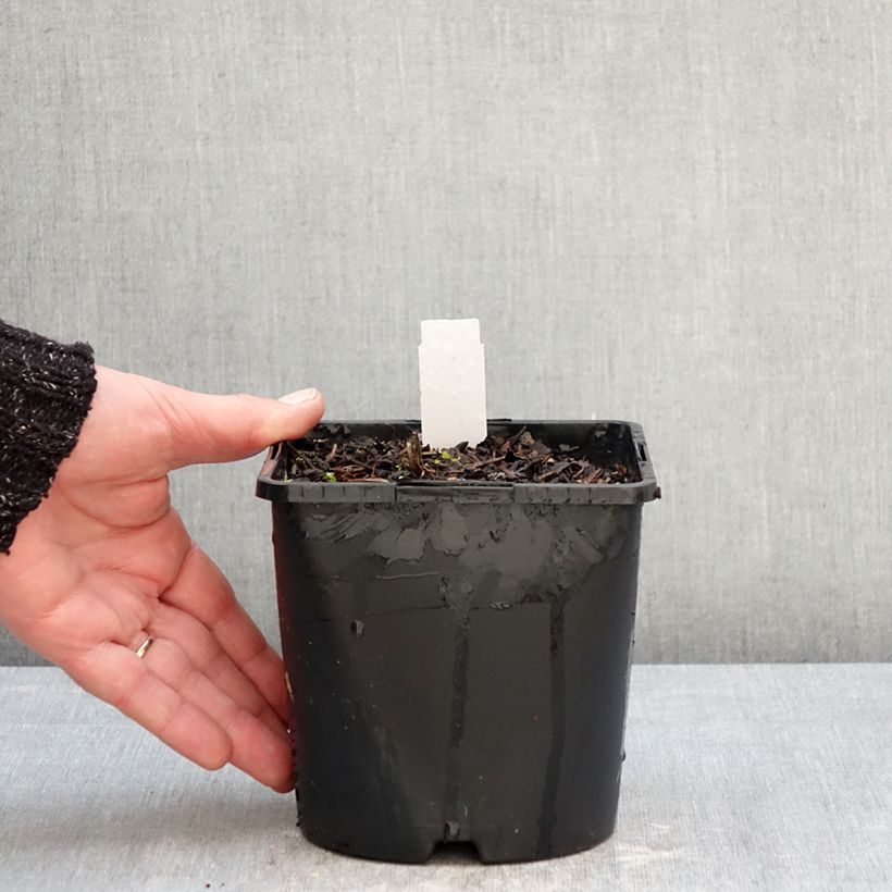 Actaea simplex Pink Spike 2L/3L pot sample as delivered in winter