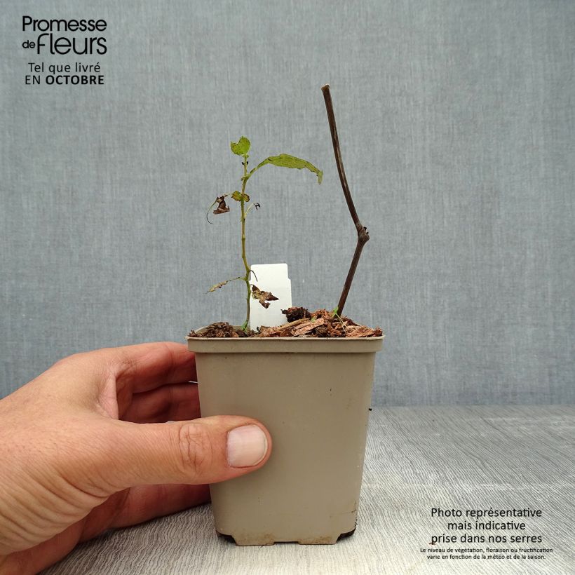 Actaea simplex Carbonella 8/9 cm pot sample as delivered in autumn