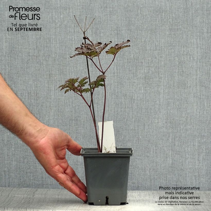 Actaea simplex Carbonella 1L/1.5L pot sample as delivered in autumn