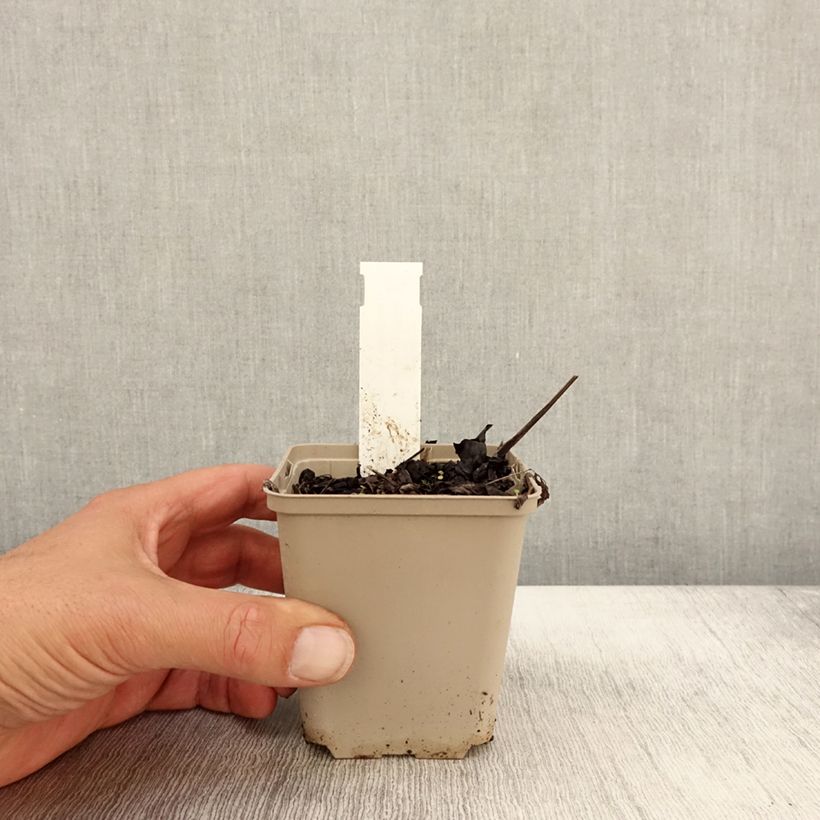 Cimicifuga simplex James Compton 8/9 cm pot sample as delivered in autumn