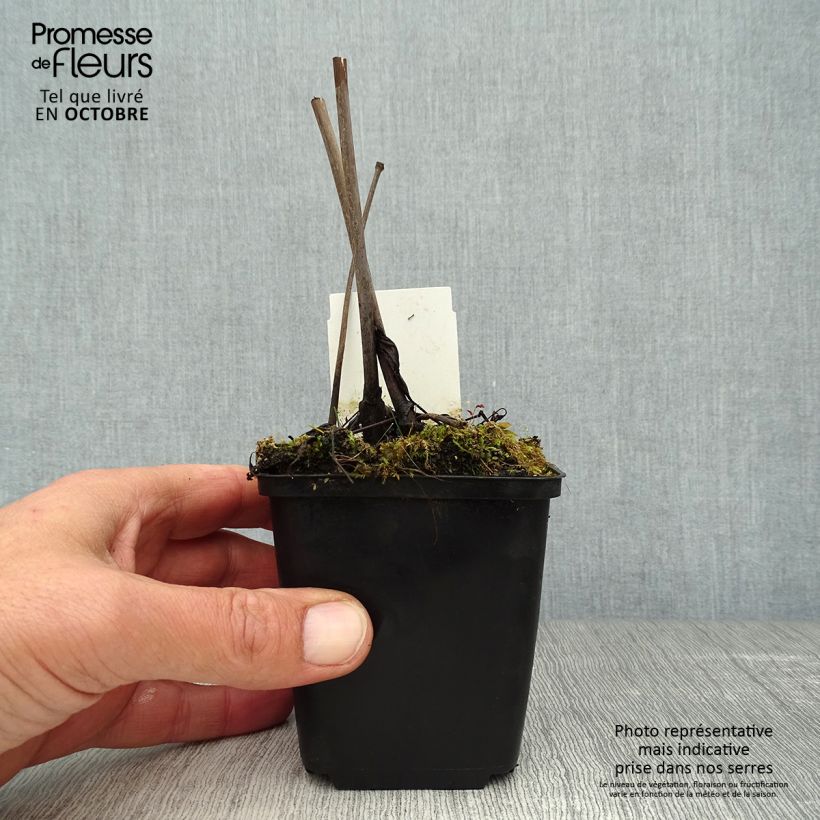 Cimicifuga racemosa 8/9 cm pot sample as delivered in autumn