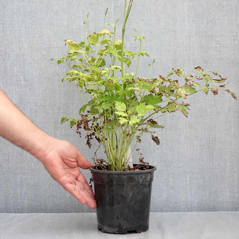 Cimicifuga racemosa 2L/3L pot sample as delivered in summer