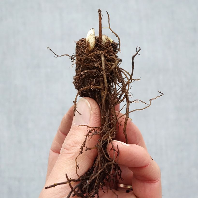 Cimicifuga racemosa Bare root sample as delivered in winter