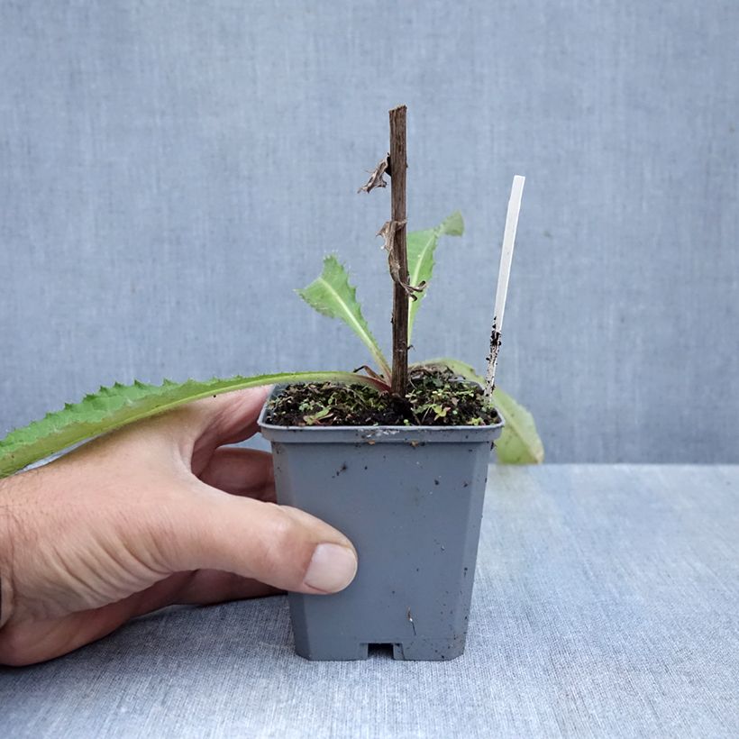 Cirsium rivulare Trevors Blue Wonder - Thristle 8/9 cm pot sample as delivered in autumn