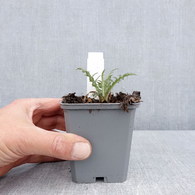 Cirsium rivulare Trevors Blue Wonder - Thristle 8/9 cm pot sample as delivered in spring