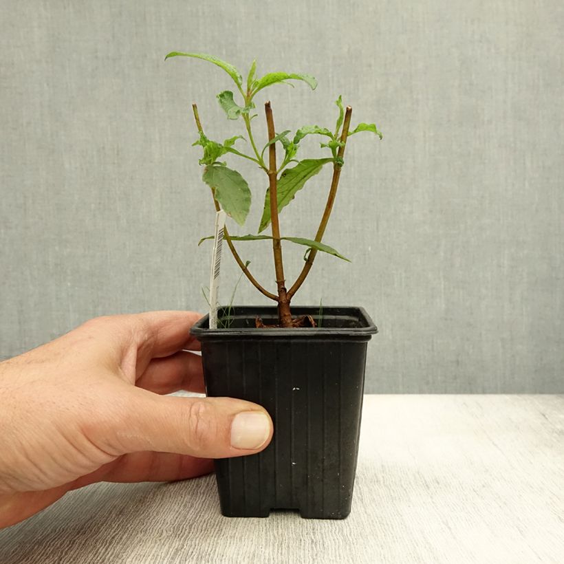 Cistus aguilarii Maculatus 8/9 cm pot sample as delivered in autumn