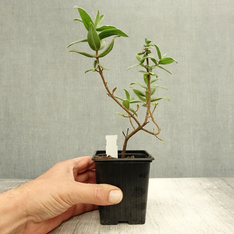 Cistus albidus  8/9 cm pot sample as delivered in autumn
