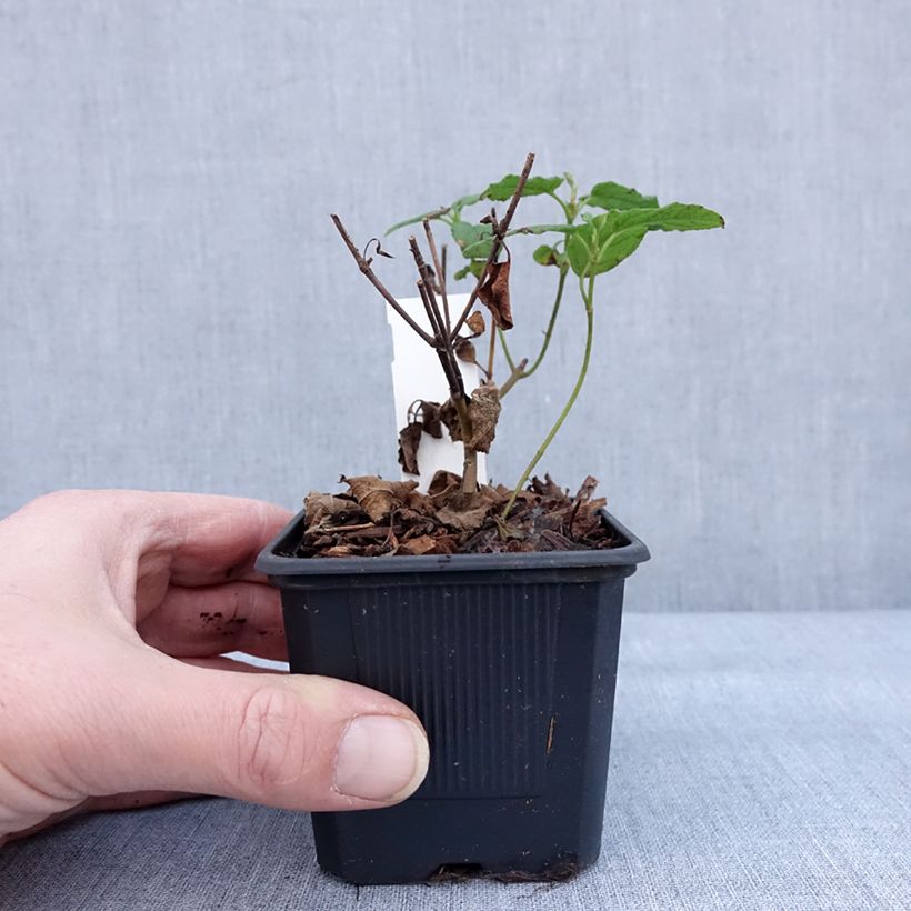 Cistus x corbariensis - Rockrose 8/9 cm pot sample as delivered in winter