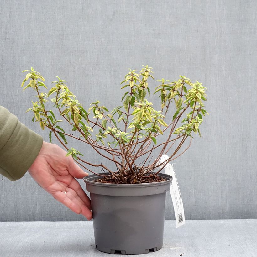 Cistus Little Miss Sunshine - Rockrose 3L/4L pot sample as delivered in winter