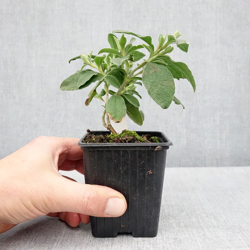 Cistus Grayswood Pink 8/9 cm pot sample as delivered in spring