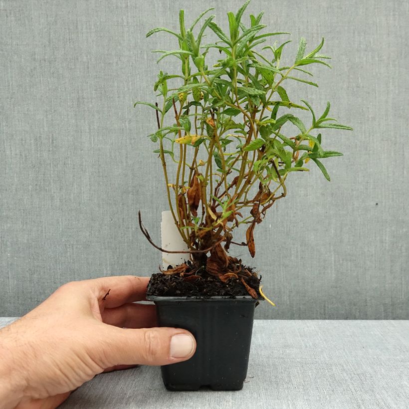 Cistus monspeliensis - Montpelier Rockrose 8/9 cm pot sample as delivered in autumn