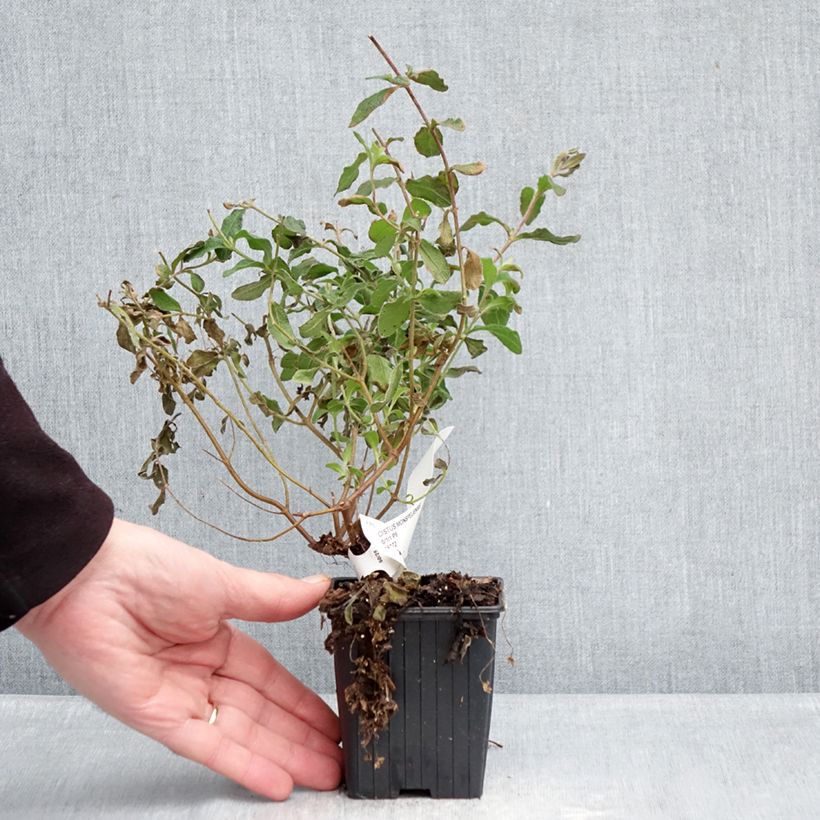 Cistus monspeliensis - Montpelier Rockrose 8/9 cm pot sample as delivered in winter