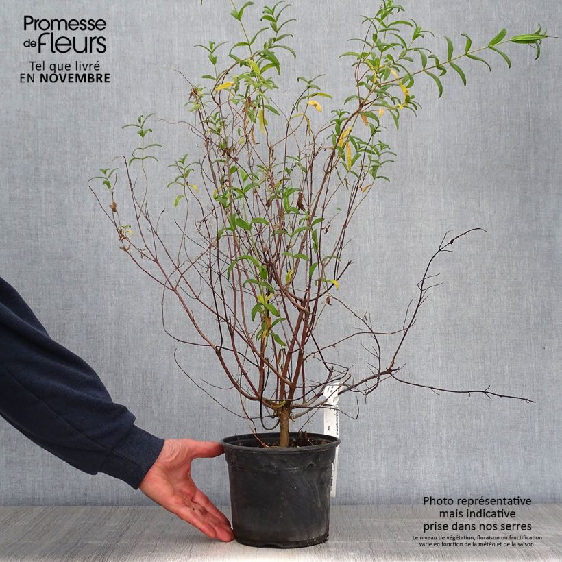 Cistus monspeliensis - Montpelier Rockrose 2L/3L pot sample as delivered in autumn