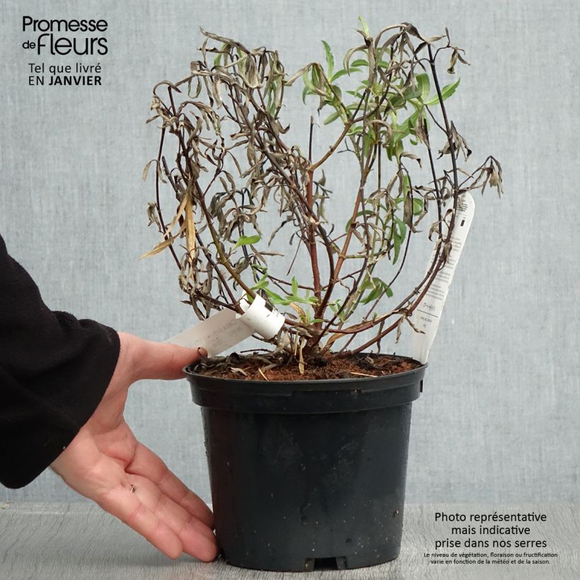 Cistus purpureus Betty Taudevin - Rockrose 2L/3L pot sample as delivered in winter