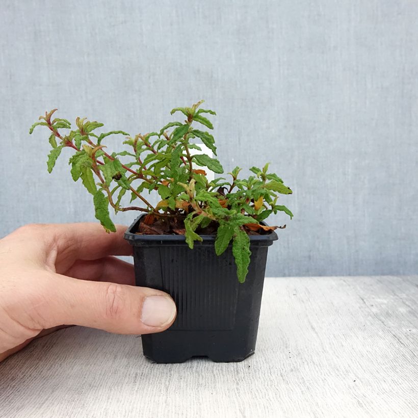 Cistus florentinus Repens - Rockrose 8/9 cm pot sample as delivered in autumn