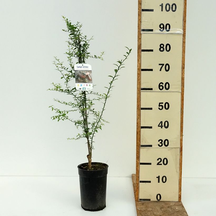 Finger Lime - Microcitrus australasica 2L/3L pot, Scion sample as delivered in summer