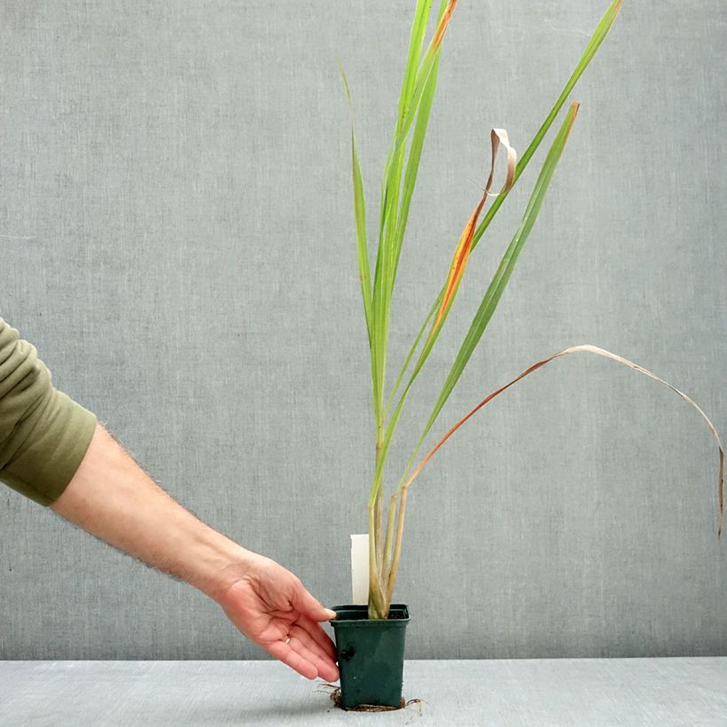 Madagascan Lemongrass plants - Cymbopogon citratus 1L/1.5L pot sample as delivered in autumn