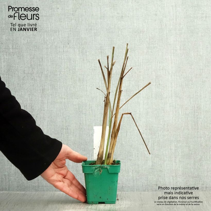 Madagascan Lemongrass plants - Cymbopogon citratus 1L/1.5L pot sample as delivered in winter