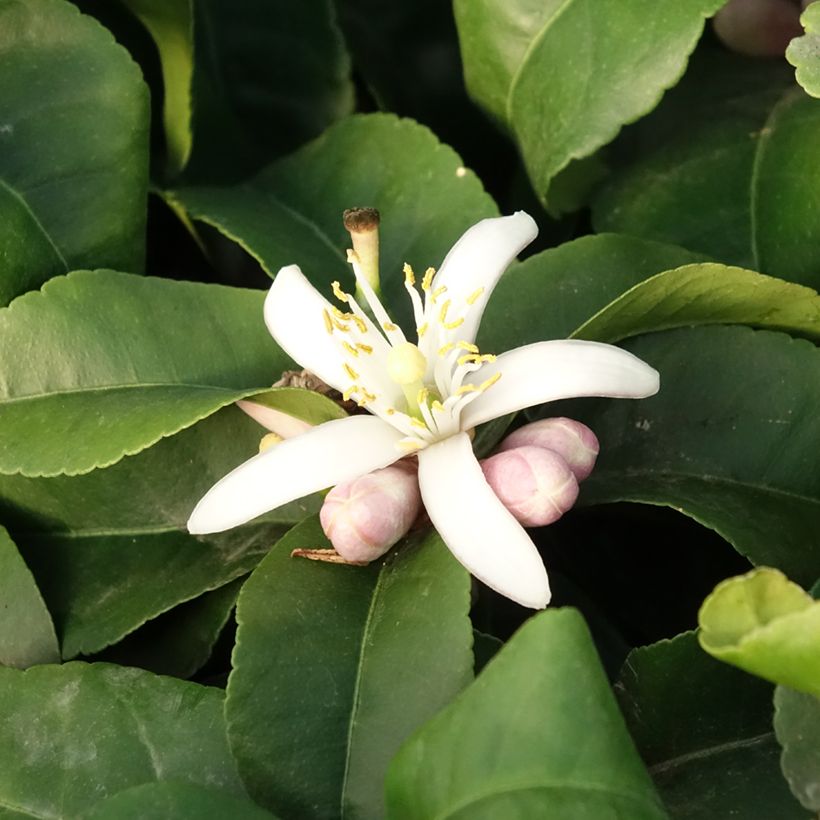 Citrus limon Lemox - Lemon Tree (Flowering)