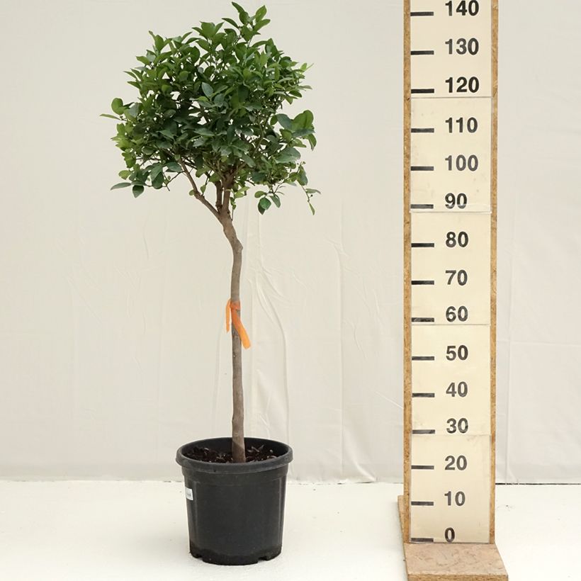 Citrus limetta Pursha - Sweet Lemon 18L/20L pot, Half standard sample as delivered in spring